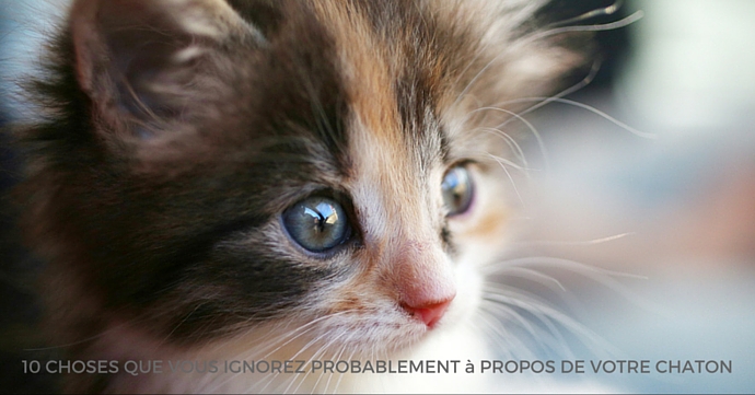 CHATONS TITRE marie claire