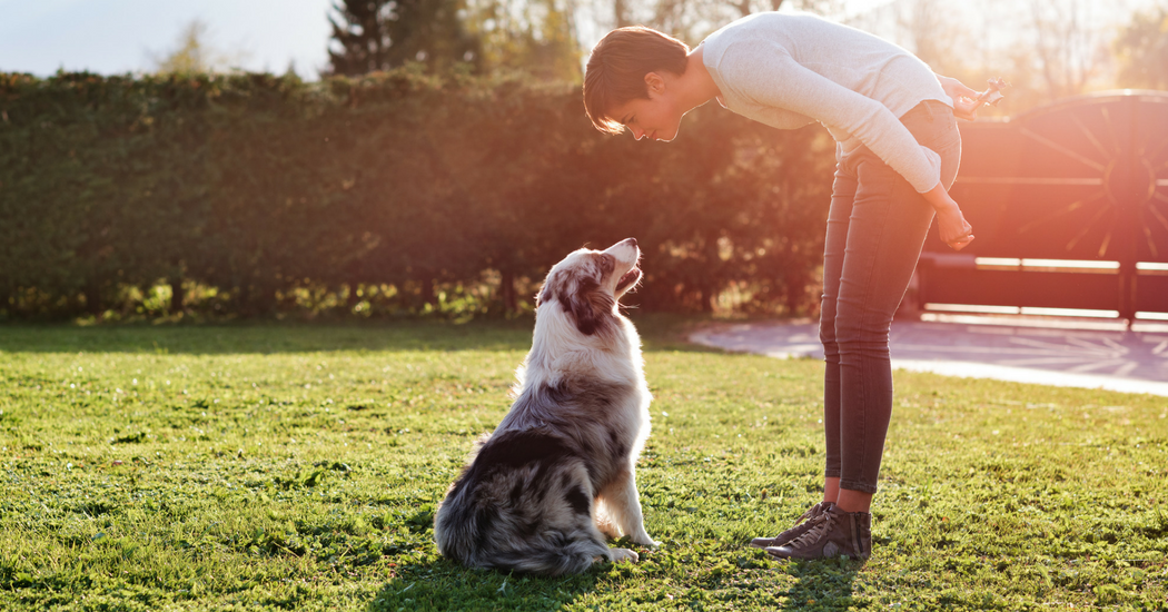 3 activités à faire avec votre chien pour les beaux jours