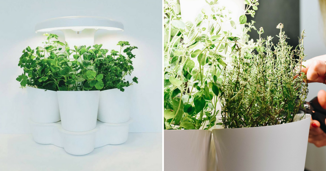 Verdict : Calla Garden, le potager d’intérieur pour des plantes aromatiques increvables