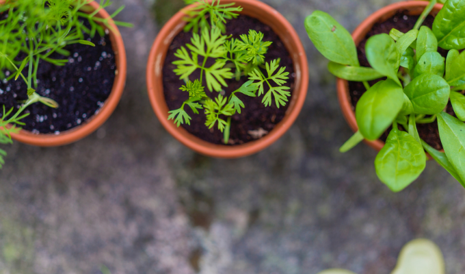 Comment cultiver des plantes aromatiques sur un balcon ?