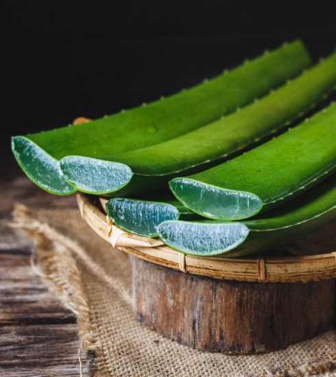 L’Aloe vera, la plante miracle contre les problèmes de peau