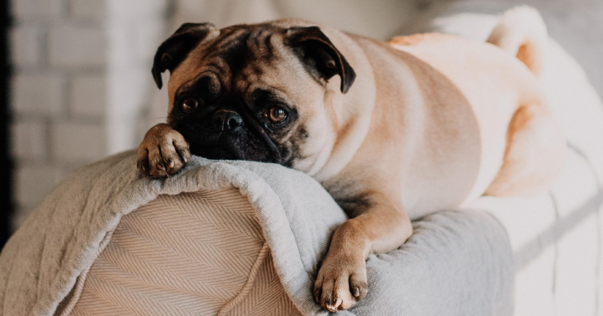 Et pourquoi pas une séance de cinéma avec votre chien ?