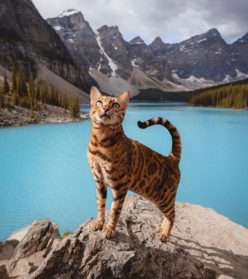 Journée internationale du chat : les 5 meilleurs comptes à suivre sur Instagram