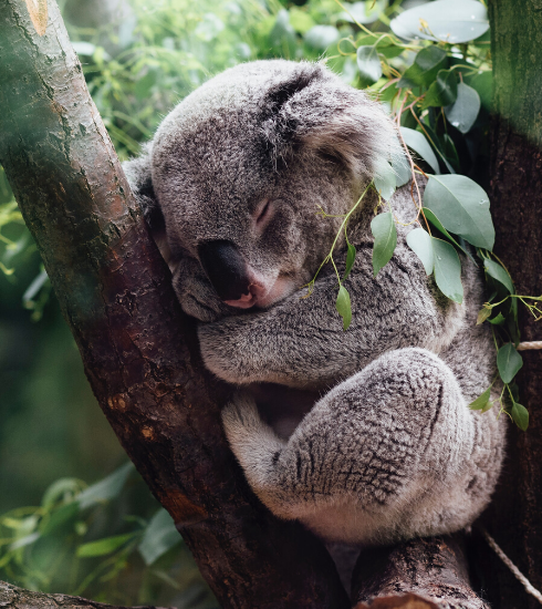 Crush of the day : le savon koala de Lush pour secourir la faune australienne