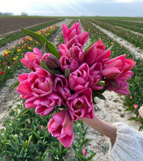 Solidarité : chez Pollen Atelier un bouquet de tulipes acheté = un bouquet offert au personnel soignant