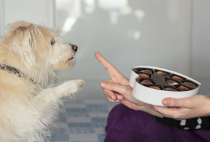 nourriture déconseillée pour un chien