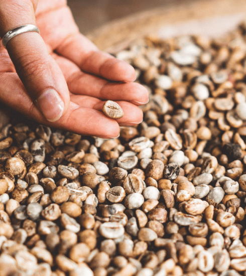 Au Brésil, des planteuses de café sauvées par le commerce équitable
