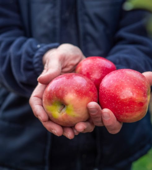 Pink Lady® : vers une production de pommes toujours plus responsable ?