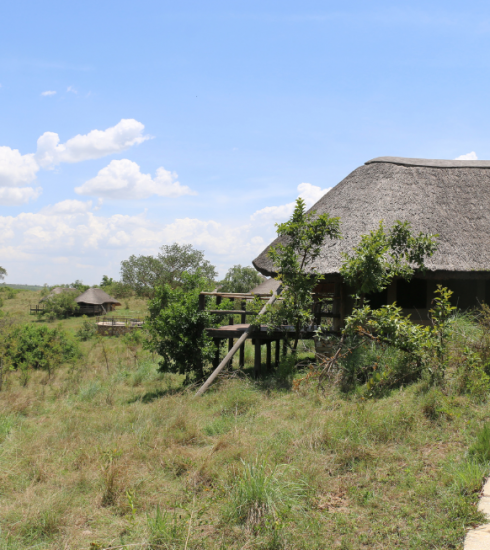 Nos meilleures adresses pour un safari en Tanzanie