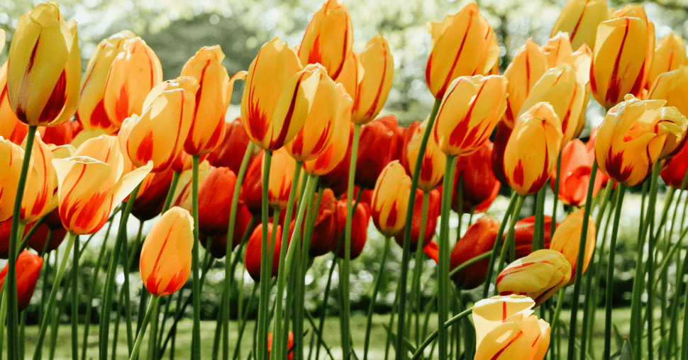 Keukenhof, le chef-d’œuvre végétal à voir avant qu’il ne fane