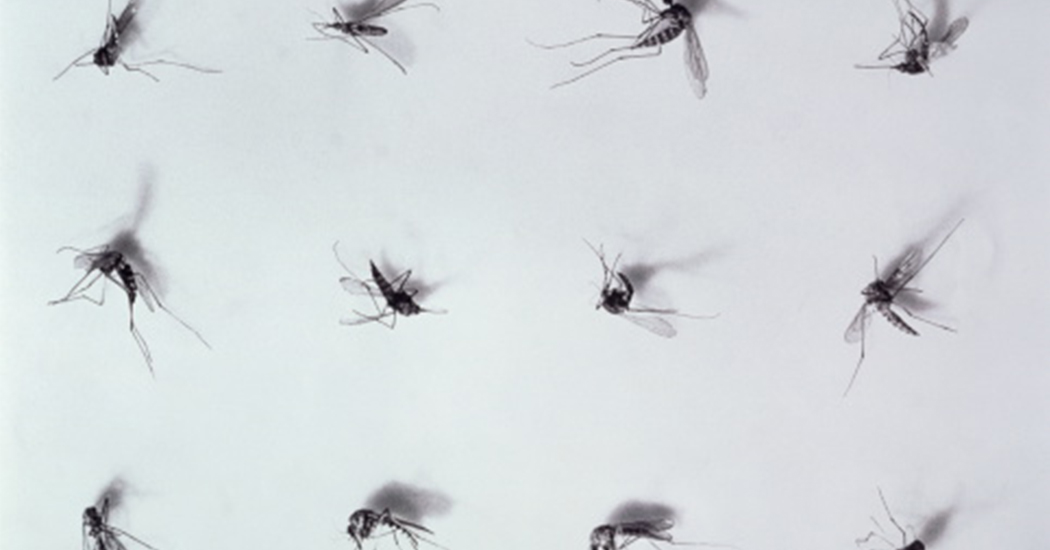 Bye bye muggen: deze handige oplossingen tegen muggen steek je gewoon in je handtas
