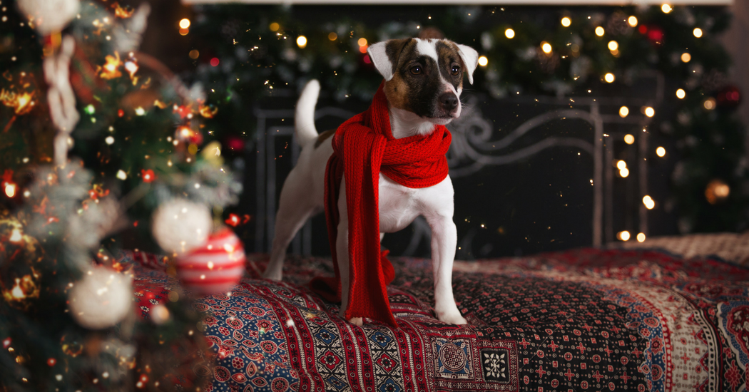Je hond in de watten leggen met kerstmis? Het kan, met de kerstmaaltijden van Edgard & Cooper