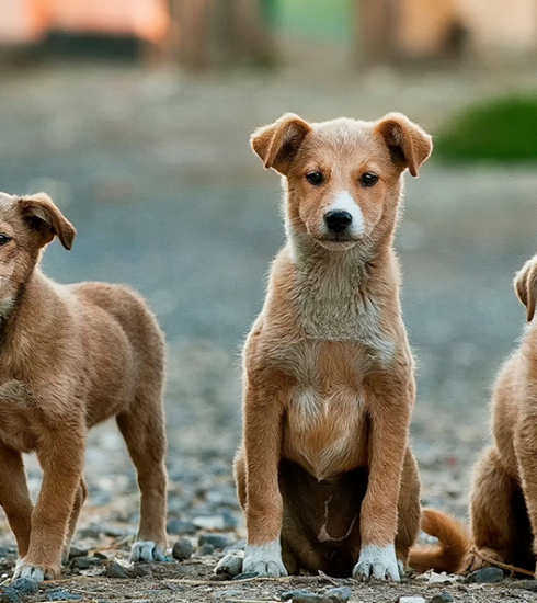 Straathonden in Spanje krijgen nieuwe thuis door Belgische vrouw