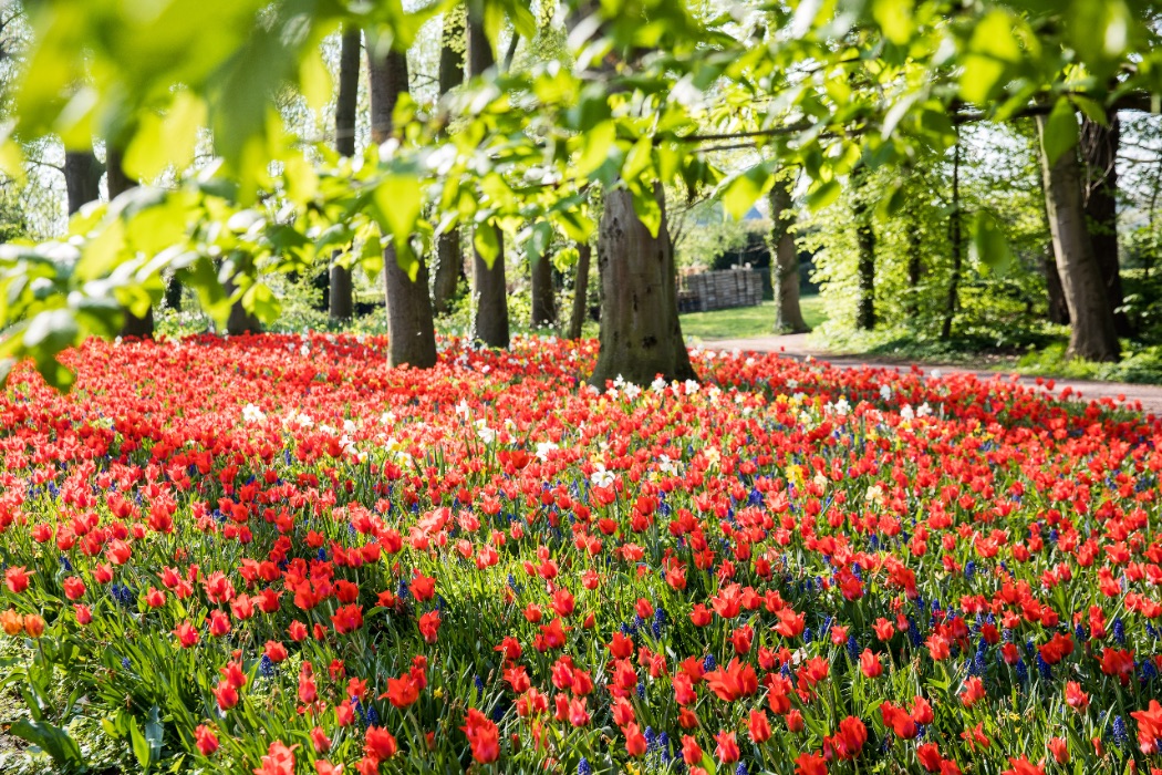 Floralia Brussels: Bloemen, bloemen en nog eens bloemen