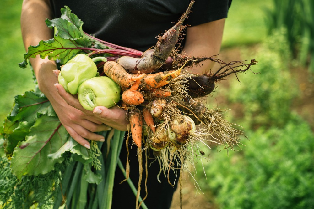 Creëer de perfecte moestuin met deze 5 handige tips