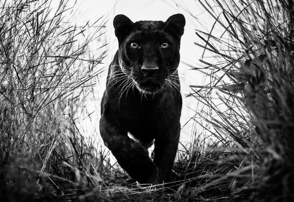 blackpanther_davidyarrow_marieclaire