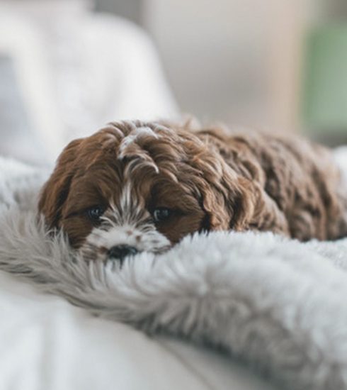 Dit is officieel het meest populaire hondenras op Instagram