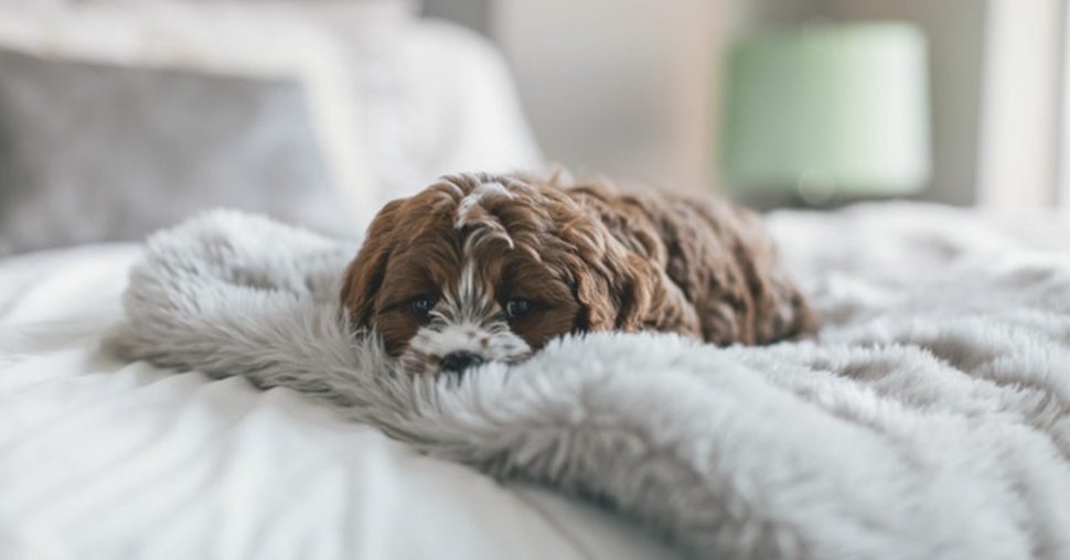 Dit is officieel het meest populaire hondenras op Instagram