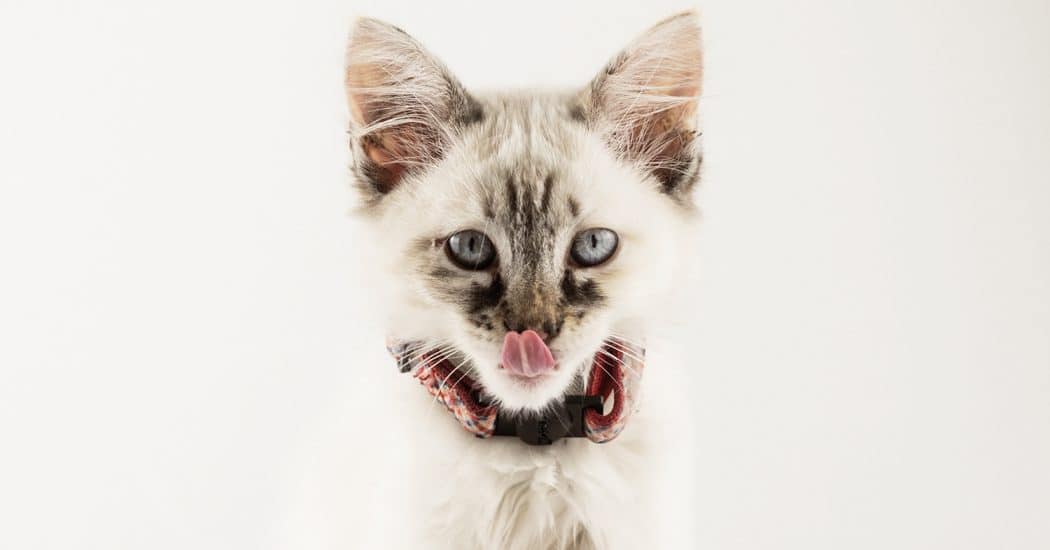 Internationale Kattendag: de 5 leukste accounts om te volgen op Instagram