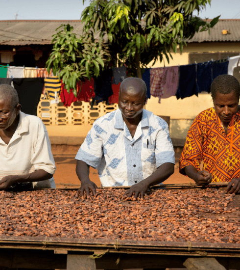 Tony’s Chocolonely ziet kinderarbeid bij cacaoteelt dalen