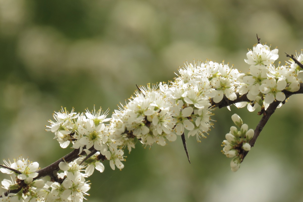 Easily Maintained Tree Named Plant of the Year - News Directory 3