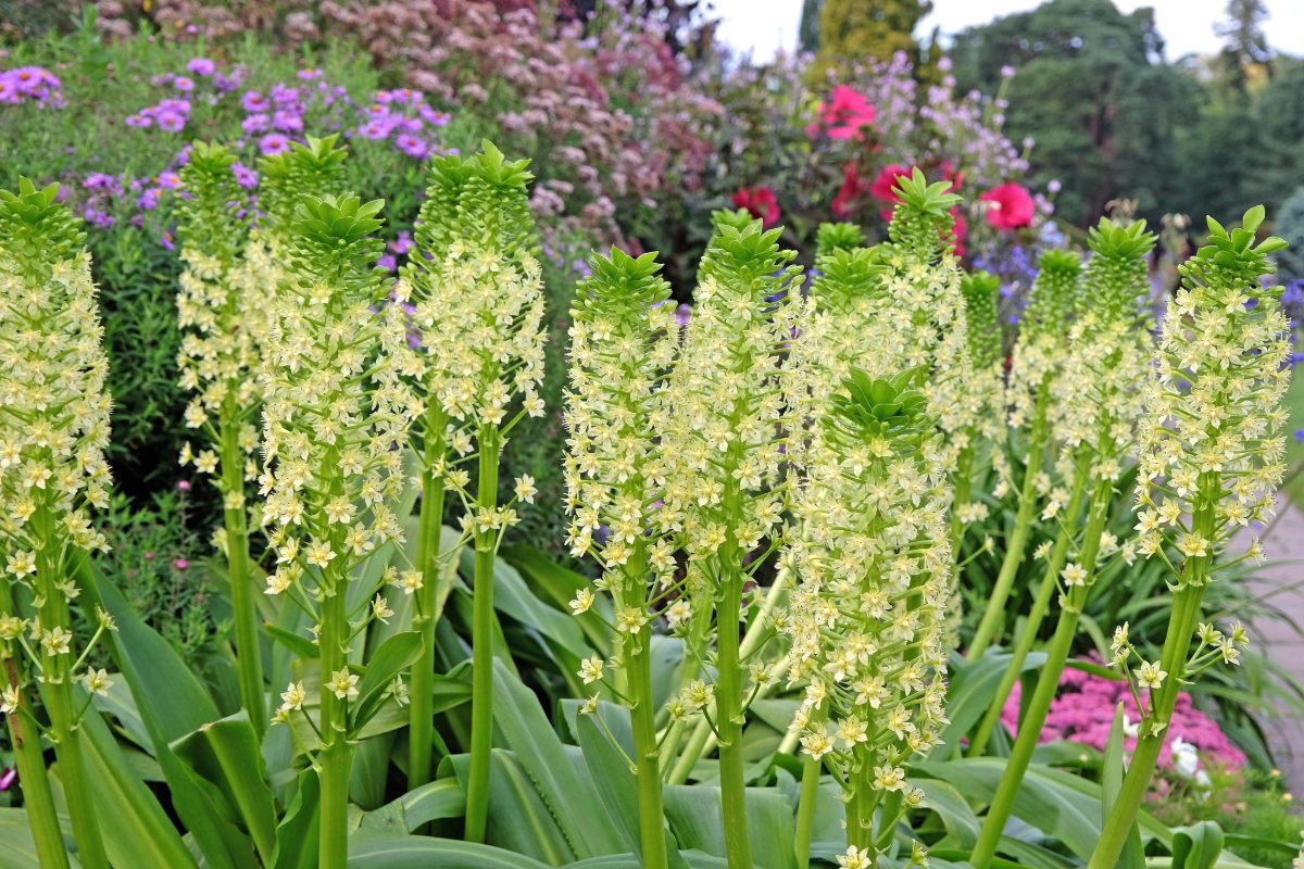 これが「ベッドのビヨンセ」です。この花は今年の夏に植えることができますあなたの庭の星になります