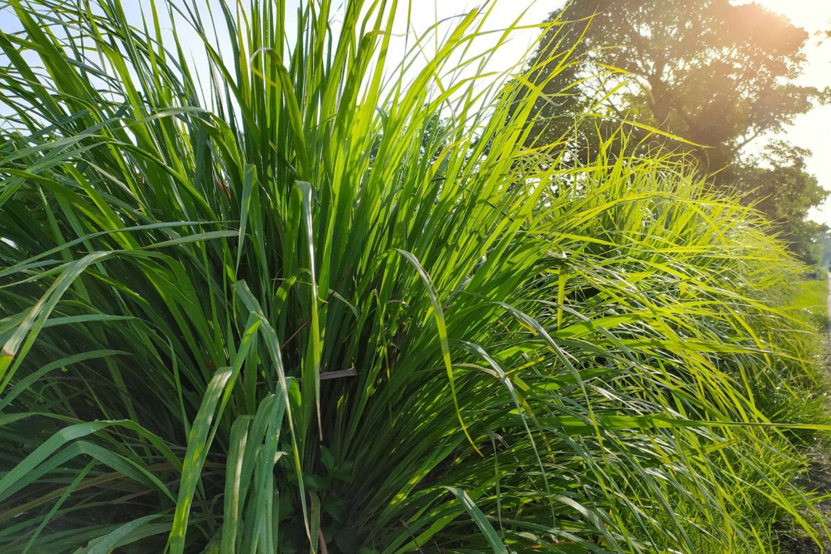 家に香水するこの植物も蚊を遠ざけています：これが誰もがそれを受け入れる理由です