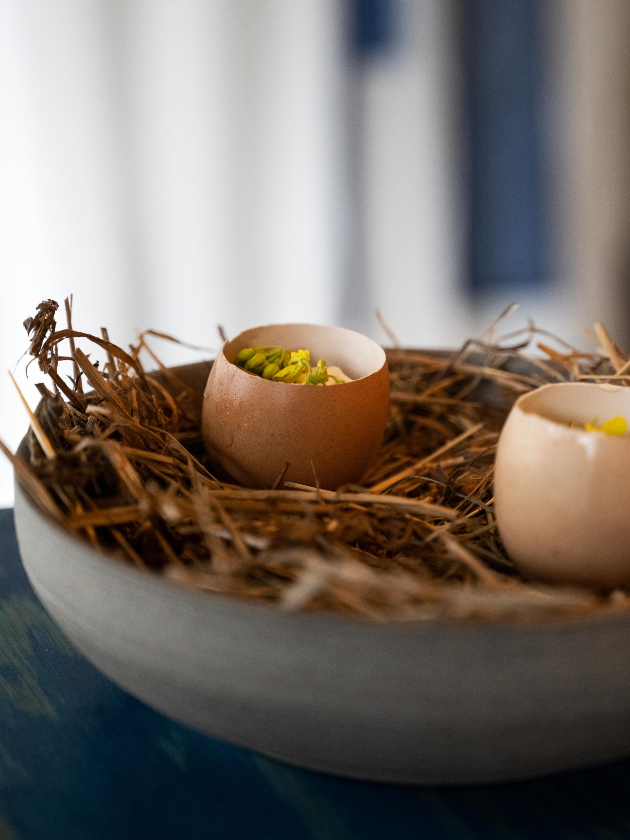 Aster pop-up Oostende